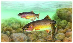Rio Grande Cutthroat Trout